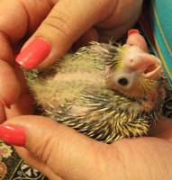 VFL.RU - ваш фотохостинг