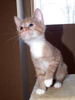 VFL.RU - ваш фотохостинг