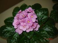 VFL.RU - ваш фотохостинг