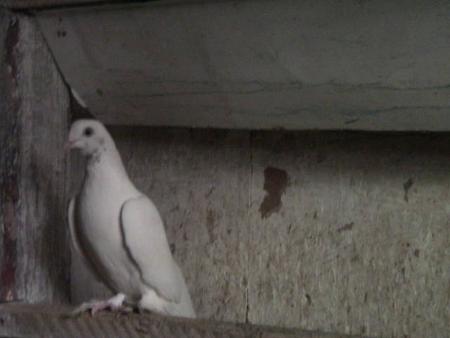  Бойные голуби Таджикистана - Страница 7 6746006_m
