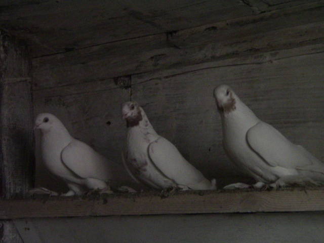 Бойные голуби Таджикистана - Страница 7 6746007_m
