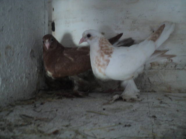  Бойные голуби Таджикистана - Страница 7 6746155_m