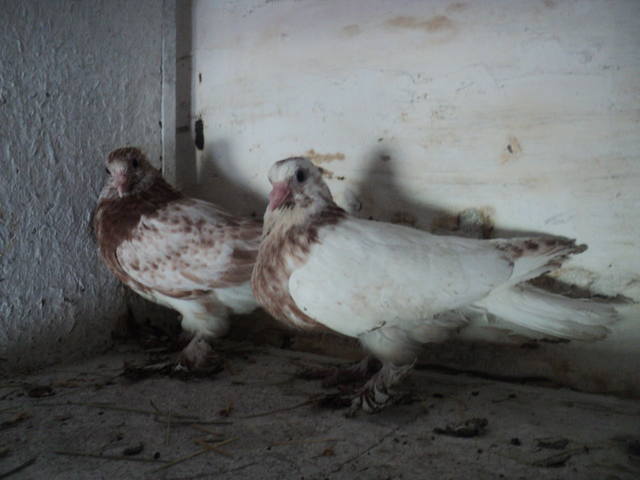  Бойные голуби Таджикистана - Страница 7 6746159_m