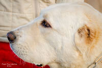 VFL.RU - ваш фотохостинг