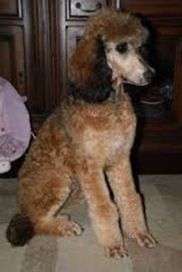 Red sable pup OdisseyDream poodles