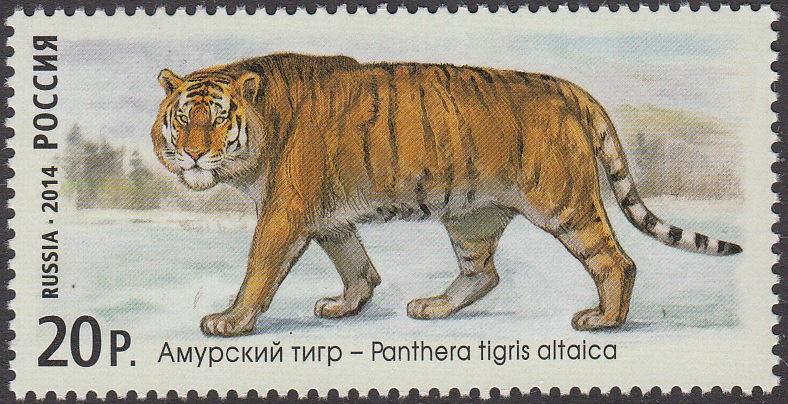 Тигр Амурский г