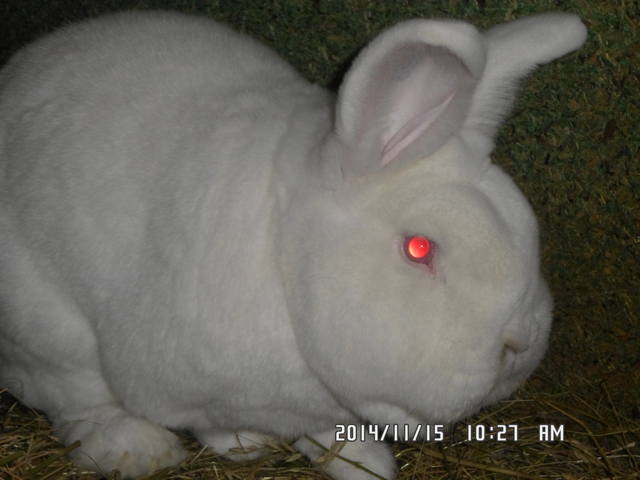 Кролик породы Новозеландский Белый. - Страница 31 6949691_m