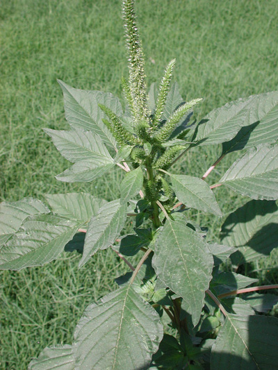 Amaranthus palmeri photo file 114KB