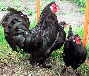 Breda chickens 2