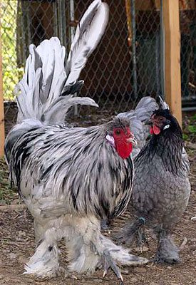 Breda chickens 11