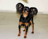 VFL.RU - ваш фотохостинг