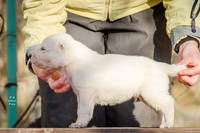 VFL.RU - ваш фотохостинг