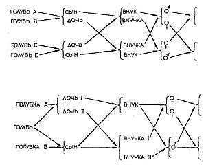 ГЕНЕТИКА В ГОЛУБЕВОДСТВЕ - Страница 10 7037510_m