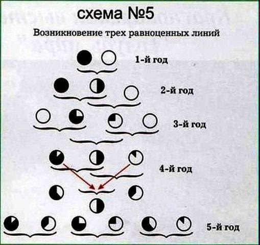 Размножение голубей схема