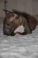 миник 1.5 мес 068