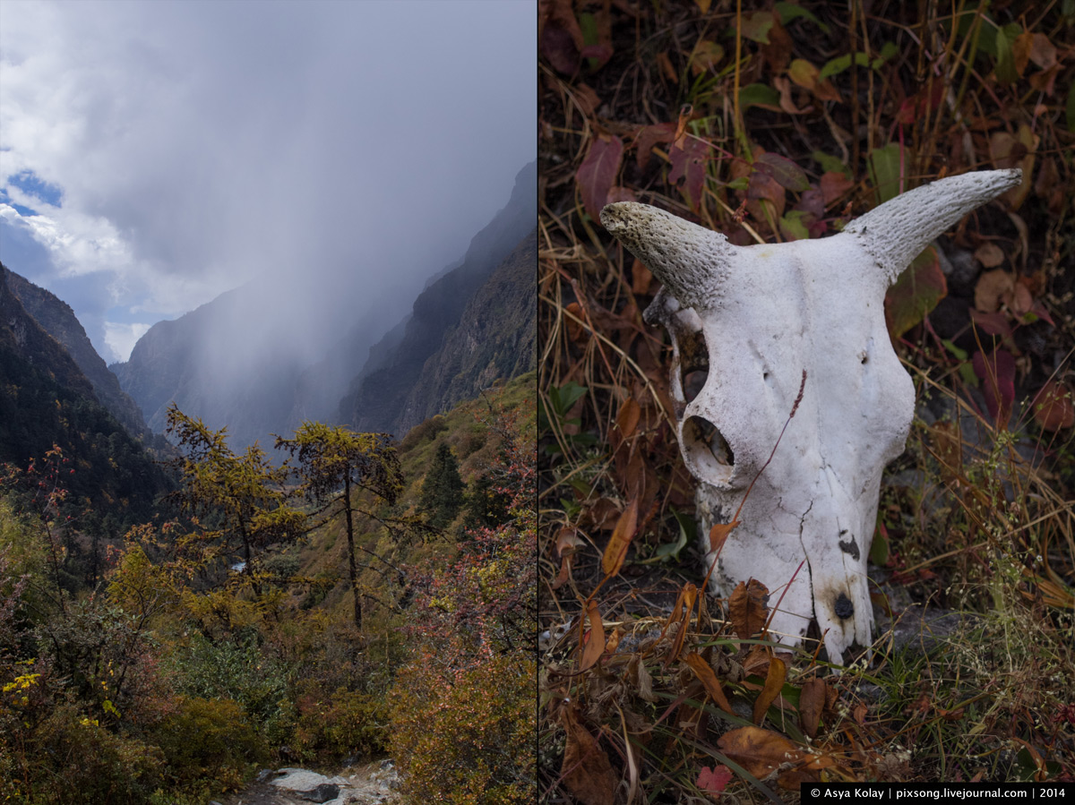 Langtang - Gosainkund /октябрь-ноябрь 2014/