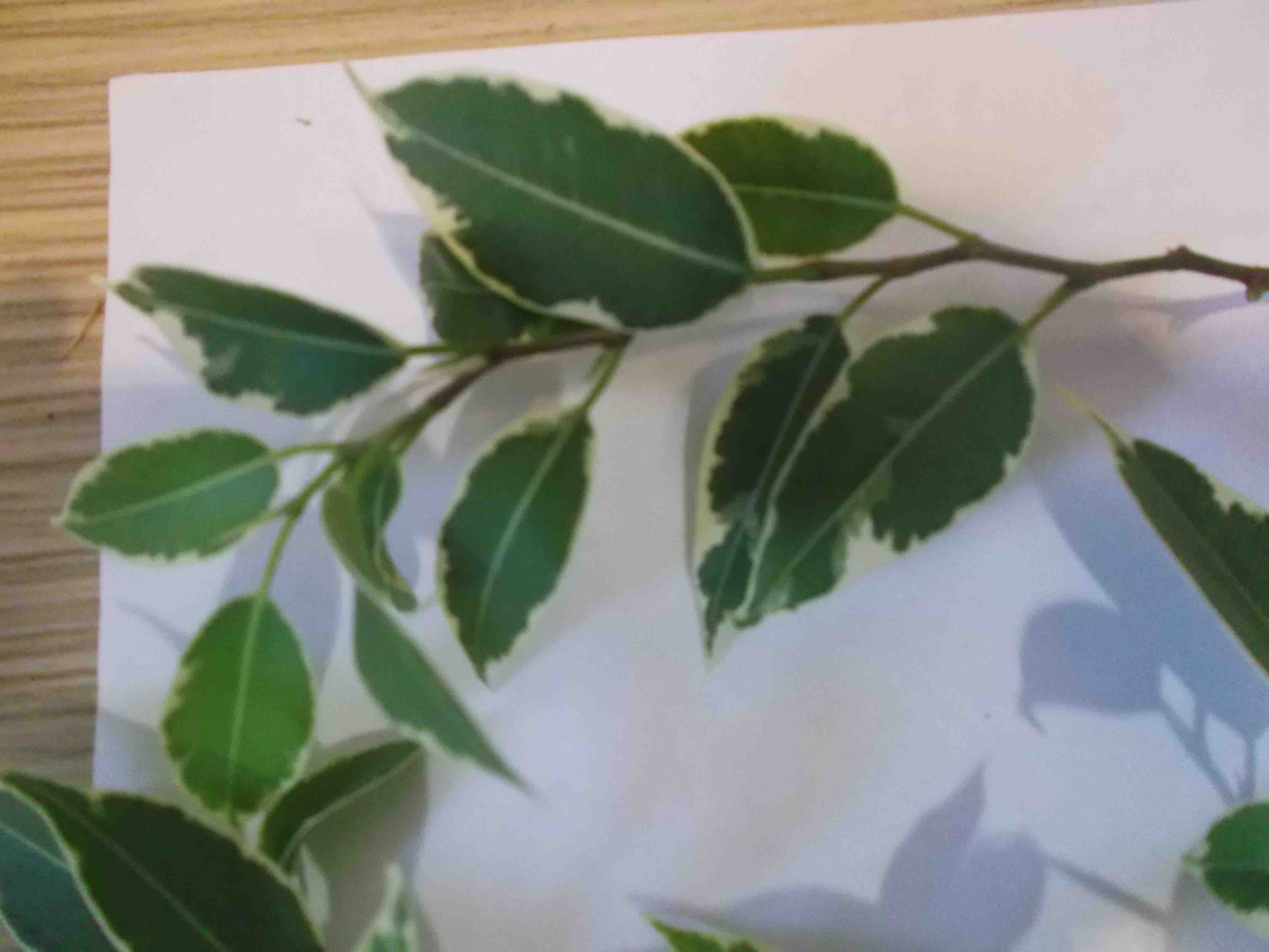 фикус кинки