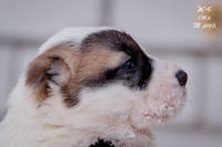 VFL.RU - ваш фотохостинг