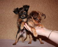 VFL.RU - ваш фотохостинг