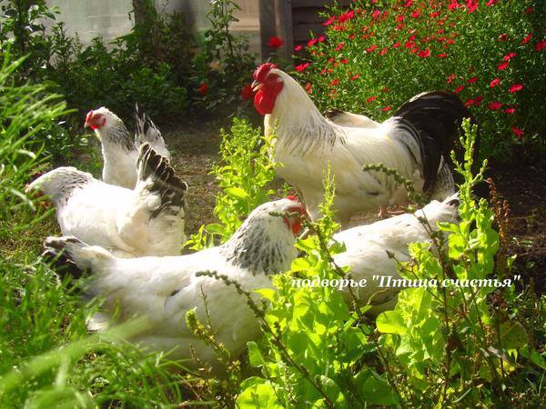 Подворье "Птица счастья" (Челябинск) предлагает к продаже инкубационное яйцо кур, перепелов, уток, гусей 7220471_m