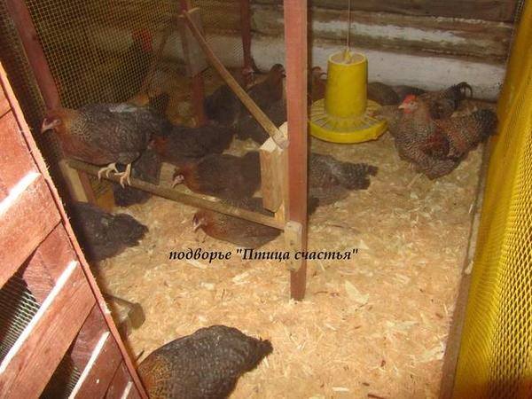 Подворье "Птица счастья" (Челябинск) предлагает к продаже инкубационное яйцо кур, перепелов, уток, гусей 7220484_m