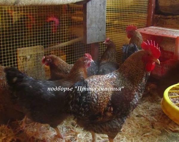 уток - Подворье "Птица счастья" (Челябинск) предлагает к продаже инкубационное яйцо кур, перепелов, уток, гусей 7220491_m