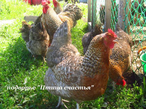 уток - Подворье "Птица счастья" (Челябинск) предлагает к продаже инкубационное яйцо кур, перепелов, уток, гусей 7220498_m