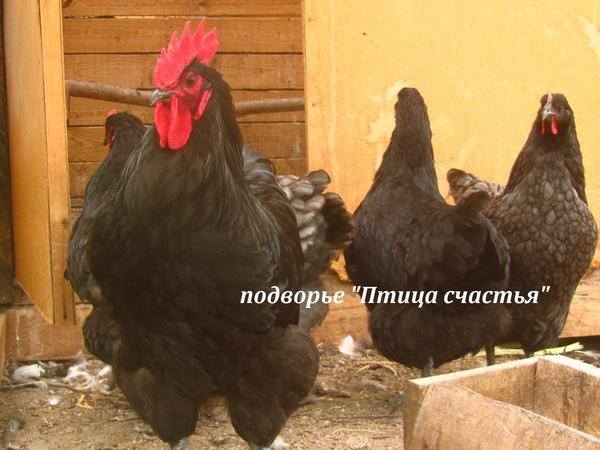 Подворье "Птица счастья" (Челябинск) предлагает к продаже инкубационное яйцо кур, перепелов, уток, гусей 7220502_m