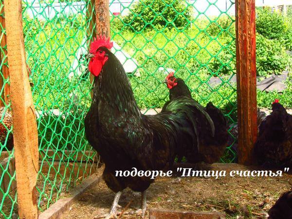 уток - Подворье "Птица счастья" (Челябинск) предлагает к продаже инкубационное яйцо кур, перепелов, уток, гусей 7220525_m