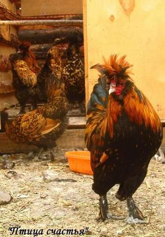 Подворье "Птица счастья" (Челябинск) предлагает к продаже инкубационное яйцо кур, перепелов, уток, гусей 7220562_m