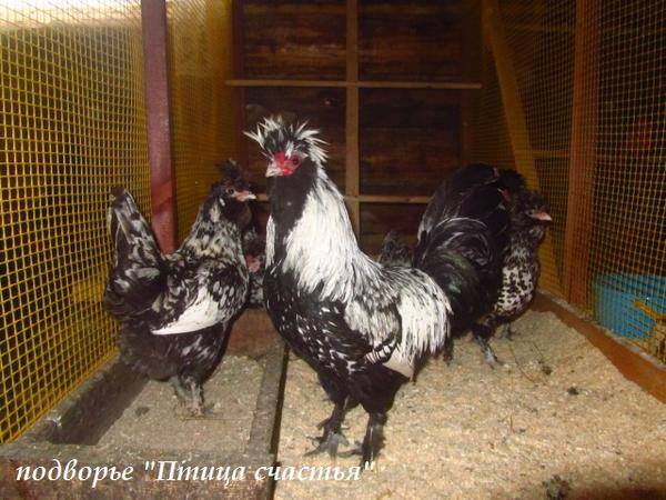 перепелов - Подворье "Птица счастья" (Челябинск) предлагает к продаже инкубационное яйцо кур, перепелов, уток, гусей 7220569_m