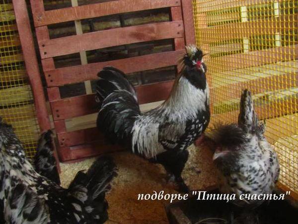 Подворье "Птица счастья" (Челябинск) предлагает к продаже инкубационное яйцо кур, перепелов, уток, гусей 7220573_m