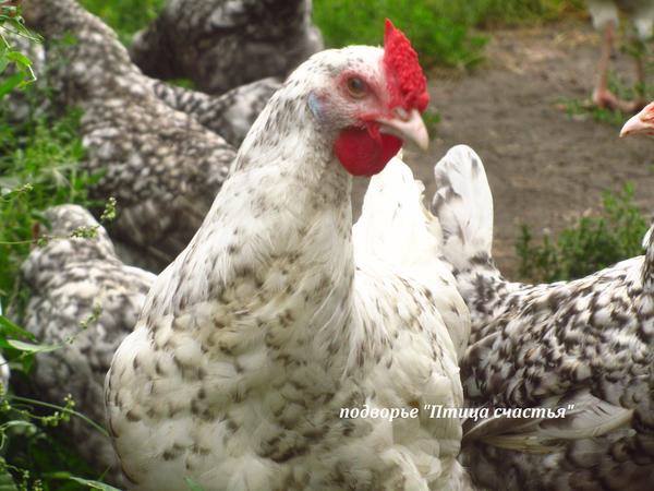 Подворье "Птица счастья" (Челябинск) предлагает к продаже инкубационное яйцо кур, перепелов, уток, гусей 7220579_m