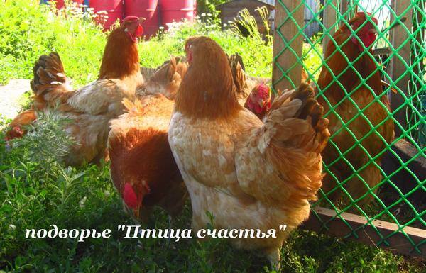 Подворье "Птица счастья" (Челябинск) предлагает к продаже инкубационное яйцо кур, перепелов, уток, гусей 7220587_m
