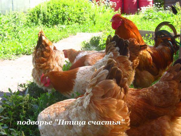 Подворье "Птица счастья" (Челябинск) предлагает к продаже инкубационное яйцо кур, перепелов, уток, гусей 7220589_m