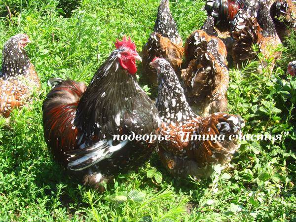 Подворье "Птица счастья" (Челябинск) предлагает к продаже инкубационное яйцо кур, перепелов, уток, гусей 7220599_m