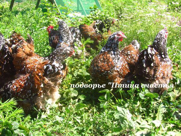 Подворье "Птица счастья" (Челябинск) предлагает к продаже инкубационное яйцо кур, перепелов, уток, гусей 7220608_m
