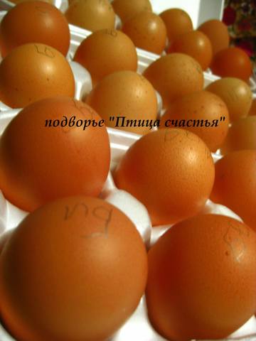 Подворье "Птица счастья" (Челябинск) предлагает к продаже инкубационное яйцо кур, перепелов, уток, гусей 7220614_m