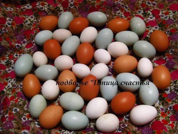 Подворье "Птица счастья" (Челябинск) предлагает к продаже инкубационное яйцо кур, перепелов, уток, гусей 7220617_m