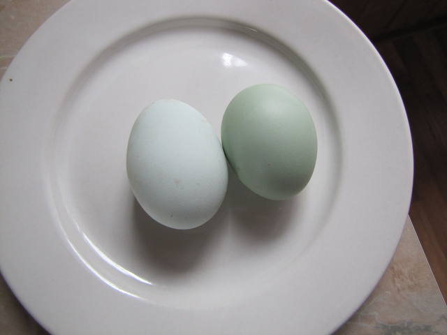 Продаю инкубационное яйцо кур  7230628_m