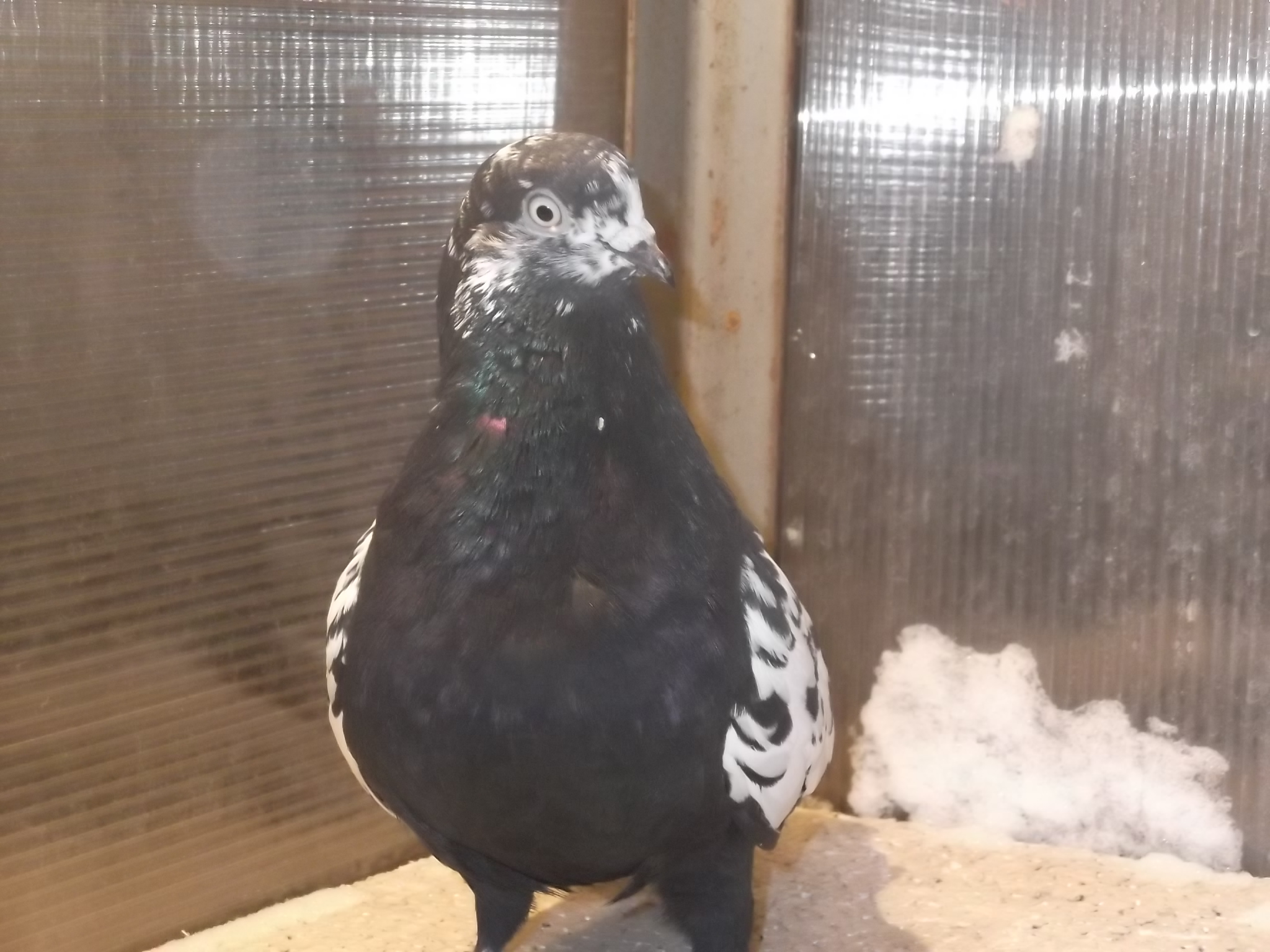 Свердловские 006