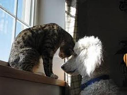 Poodle & cat2