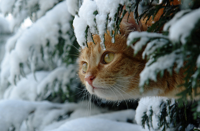 Winter cat1