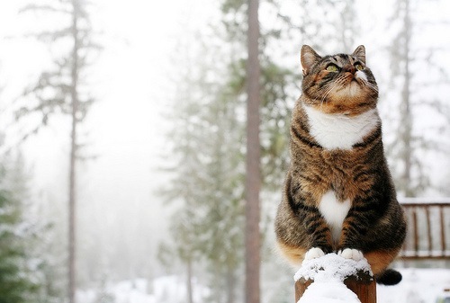 Winter cat2