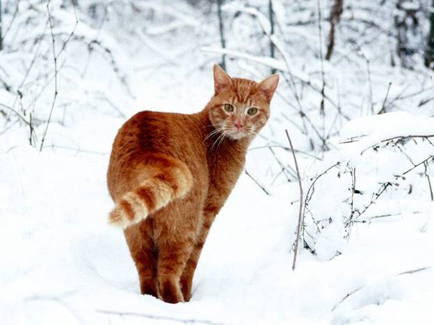 Winter cat4