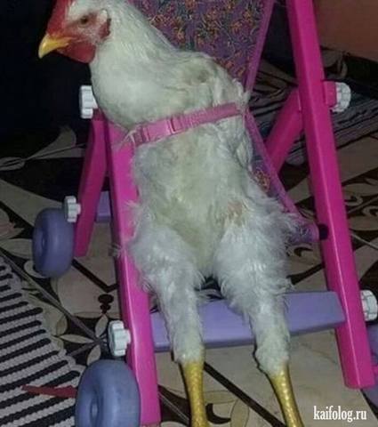 Посмеялся сам - поделись с другом!!!