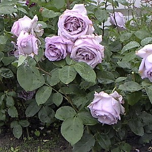 Роза Блю 1