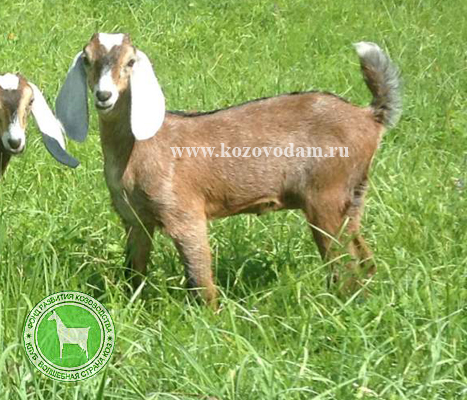 Гита Татьяна Галушко