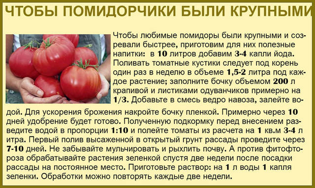 Использования народных способов для улучшения роста рассады Кальций - удобрение для помидор