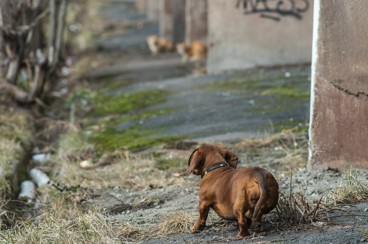 Зарецкие дворики-337